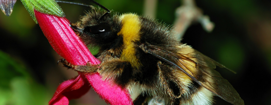Help Heswall’s Bumblebees!